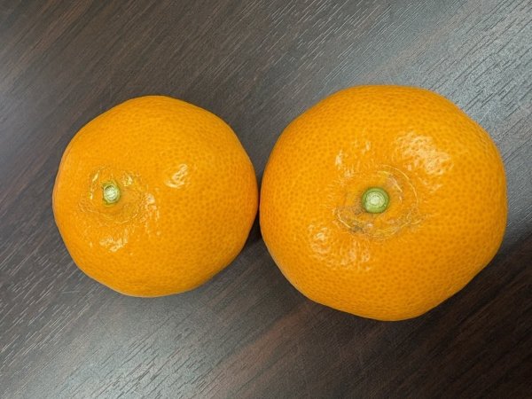 画像1: 【訳ありみかん】土実樹みかん（早生マルチ）　Lサイズ　7kg (1)