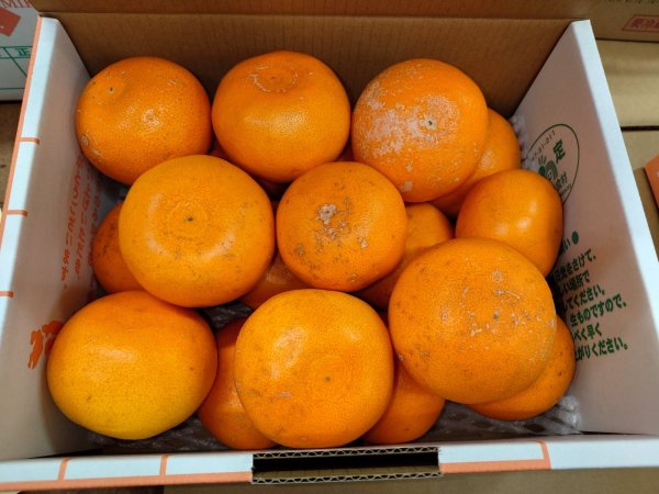 画像1: 訳あり　せとか　4.5kg　お得用 (1)