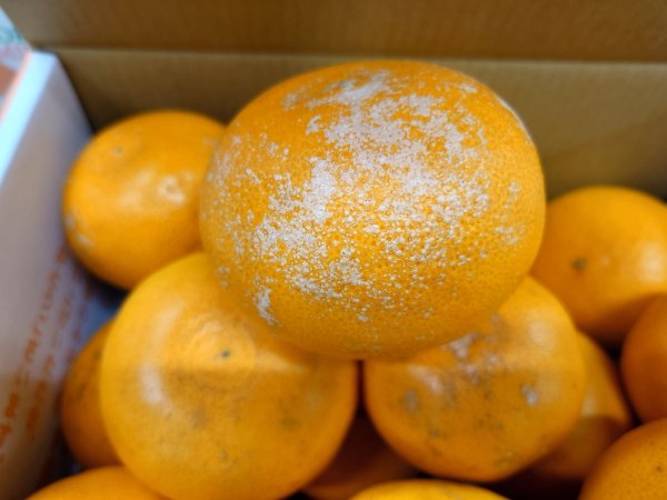 画像2: 訳あり　せとか　4.5kg　お得用 (2)