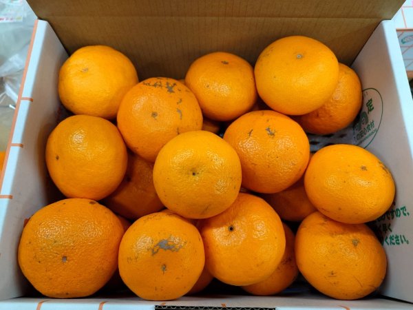 画像1: 明日輝（あすき）4.5kg　中小こみ　家庭用 (1)