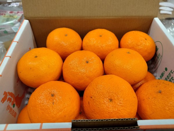 画像1: 明日輝（あすき）4.5kg　大玉 (1)