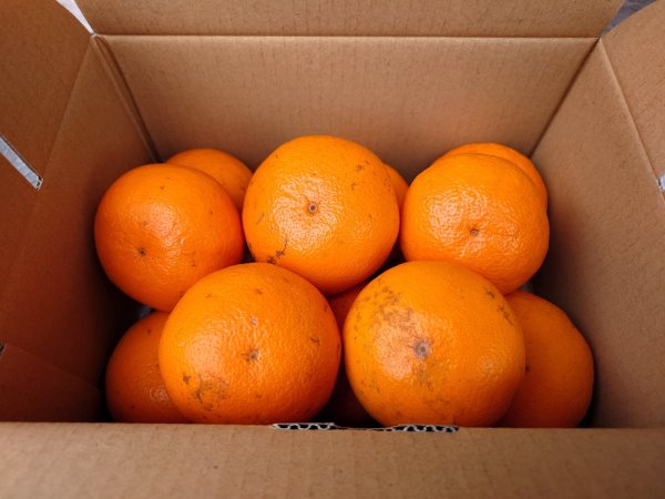 画像1: 明日輝（あすき）2kg　お試しセット (1)