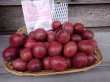 画像1: 【わけあり】伊勢志摩パッションフルーツ お得用（小玉）箱　約3kg (1)